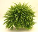فوژر , سرخس,سرخس‌ بوستونی ,گلوش, دیشار, فرن , Wild Boston fern, Tuber ladder fern , Fishbone fern,Ne